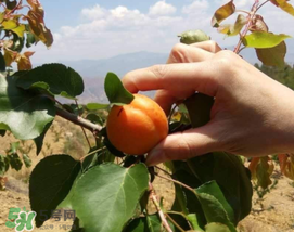 吃完杏子能喝牛奶嗎？杏子和牛奶能一起吃嗎？