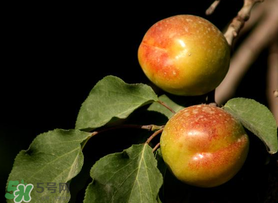 吃完杏子能喝牛奶嗎？杏子和牛奶能一起吃嗎？