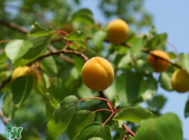 杏子可以和芒果一起吃嗎？吃完杏子可以吃芒果嗎？