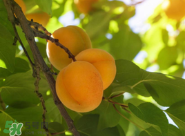 杏和酸奶能一起吃嗎？杏能和酸奶一起吃嗎？