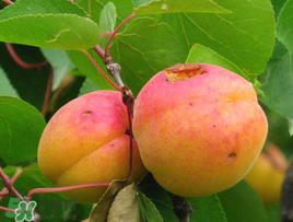 杏和酸奶能一起吃嗎？杏能和酸奶一起吃嗎？