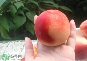 毛桃怎么保存？毛桃可以放冰箱？