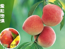 毛桃怎么清洗？毛桃怎么洗干凈？