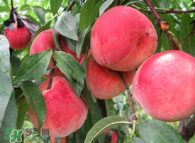 毛桃怎么清洗？毛桃怎么洗干凈？