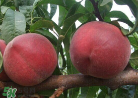 毛桃怎么清洗？毛桃怎么洗干凈？