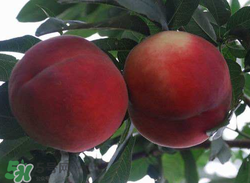 毛桃的皮能吃嗎？毛桃皮可以吃嗎？