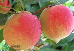 毛桃的皮能吃嗎？毛桃皮可以吃嗎？