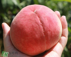 毛桃不能和什么一起吃？毛桃和什么相克？