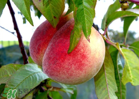 毛桃和西瓜能一起吃嗎？毛桃和西瓜能同時吃嗎？