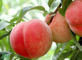 毛桃和西瓜能一起吃嗎？毛桃和西瓜能同時吃嗎？