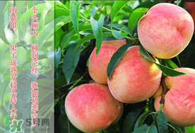 毛桃和西瓜能一起吃嗎？毛桃和西瓜能同時吃嗎？