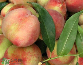 吃毛桃會(huì)過(guò)敏嗎？吃毛桃過(guò)敏怎么辦？