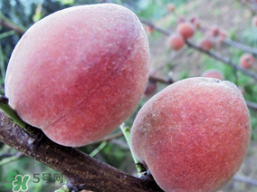 吃毛桃會(huì)過(guò)敏嗎？吃毛桃過(guò)敏怎么辦？