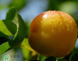 杏和雞蛋能一起吃嗎？杏子和雞蛋能一起吃嗎？