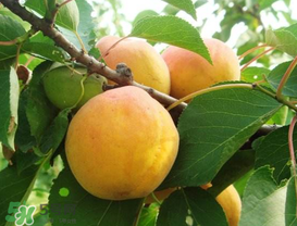 杏的熱量高嗎？一個杏的熱量是多少？