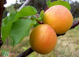 杏的熱量高嗎？一個杏的熱量是多少？