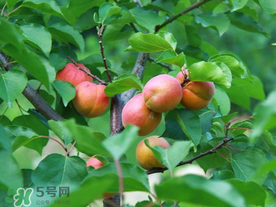 杏多少錢一斤？杏子多少錢一斤2017？