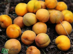 杏多少錢一斤？杏子多少錢一斤2017？