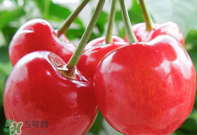 杏和櫻桃能一起吃嗎?杏能和櫻桃一起吃嗎？