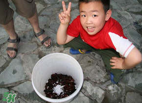 釣龍蝦用什么時(shí)間最好?釣龍蝦早上好還是晚上好? 釣龍蝦用什么時(shí)間最好?釣龍蝦早上好還是晚上好?