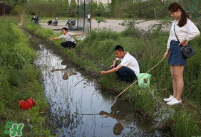 釣龍蝦用什么肉？釣龍蝦用什么肉是最厲害的？