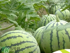 西瓜子是白色的能吃嗎？西瓜籽是白色的能不能吃