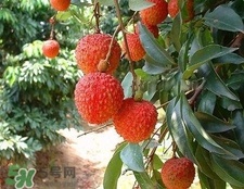 荔枝和龍眼哪個更上火？荔枝和龍眼味道差不多