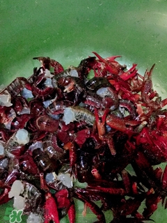 小龍蝦怎么做好吃 小龍蝦的做法大全 小龍蝦怎么做好吃 小龍蝦的做法大全