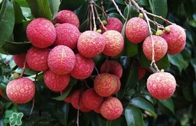 荔枝有酸的嗎？荔枝酸是壞了嗎？