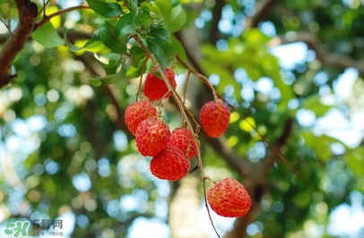 荔枝有酸的嗎？荔枝酸是壞了嗎？