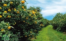 umaji是什么牌子?umaji是哪個(gè)國(guó)家的?