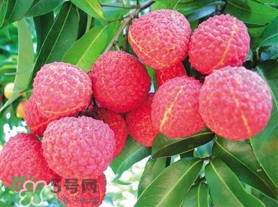 荔枝是幾月份的水果？荔枝是上火的嗎？