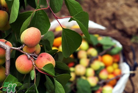 杏怎么催熟？杏怎么放熟的快？