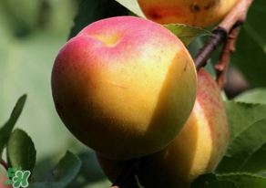 杏子可以放冰箱嗎？杏子可以冷藏嗎？