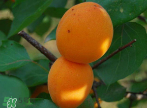 杏子可以放冰箱嗎？杏子可以冷藏嗎？