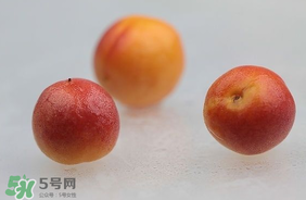 杏子怎么保存？長杏子怎么保存時(shí)間長？