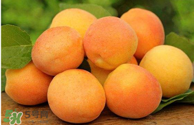 杏子怎么保存？長杏子怎么保存時(shí)間長？