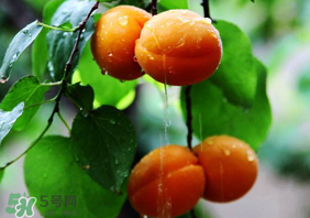 杏子怎么保存？長杏子怎么保存時(shí)間長？