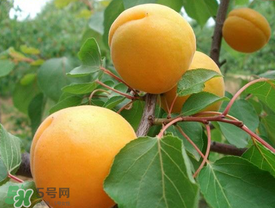 新鮮杏子可以放冰箱嗎？新鮮杏子怎么保存？