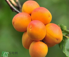 新鮮杏子可以放冰箱嗎？新鮮杏子怎么保存？