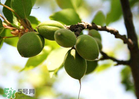 青杏怎么腌制？腌制青杏用糖比例