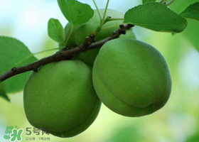 青杏怎么腌制？腌制青杏用糖比例