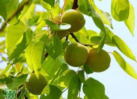 青杏怎么腌制？腌制青杏用糖比例