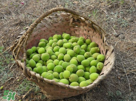 青杏怎么吃？青杏怎么做好吃？