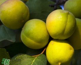 青杏怎么吃？青杏怎么做好吃？