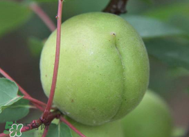 孕婦可以吃青杏嗎？青杏孕婦能吃嗎？