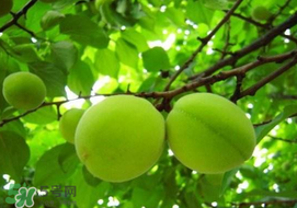 孕婦可以吃青杏嗎？青杏孕婦能吃嗎？