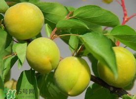 孕婦可以吃青杏嗎？青杏孕婦能吃嗎？