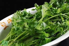 香菜是回奶的嗎？香菜是回奶還是下奶