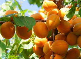 黃杏孕婦可以吃嗎？孕婦可以吃黃杏嗎？